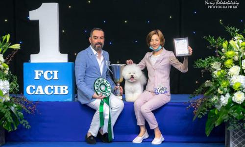 Чемпіонат породи Бішон Фрізе Київ 2020